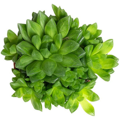 Haworthia Cooperi, Window Haworthia - www.FOP.ae Buy online Best and Healthy Plants and quality products guarantee in Dubai Plants Shop in Dubai Abu Dhabi all over UAE Plants near me Fresh Plants in Dubai where to buy plants in UAE - FOP.ae