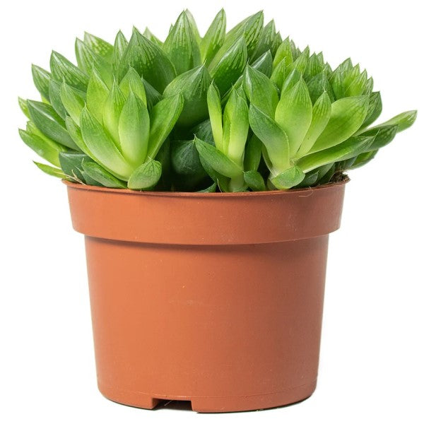 Haworthia Cooperi, Window Haworthia - www.FOP.ae Buy online Best and Healthy Plants and quality products guarantee in Dubai Plants Shop in Dubai Abu Dhabi all over UAE Plants near me Fresh Plants in Dubai where to buy plants in UAE - FOP.ae
