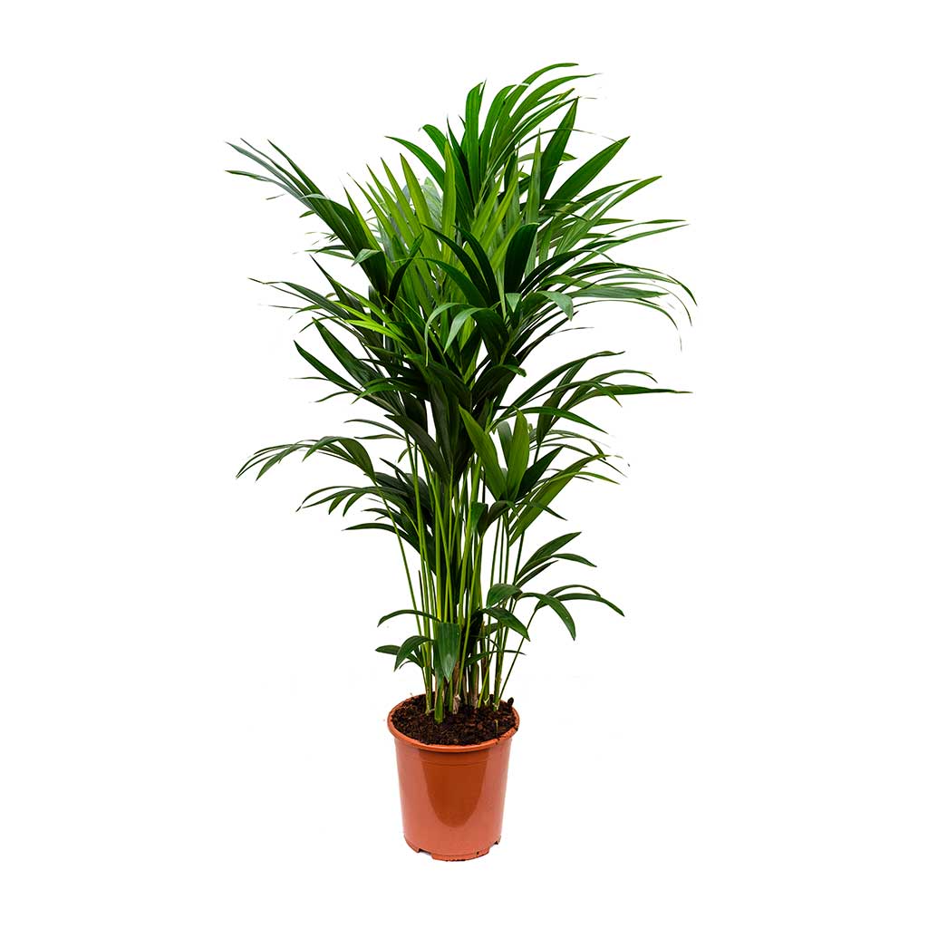 Kentia Palm, Thatch Palm, Howea forsteriana - www.FOP.ae Buy online Best and Healthy Plants and quality products guarantee in Dubai Plants Shop in Dubai Abu Dhabi all over UAE Plants near me Fresh Plants in Dubai where to buy plants in UAE - FOP.ae