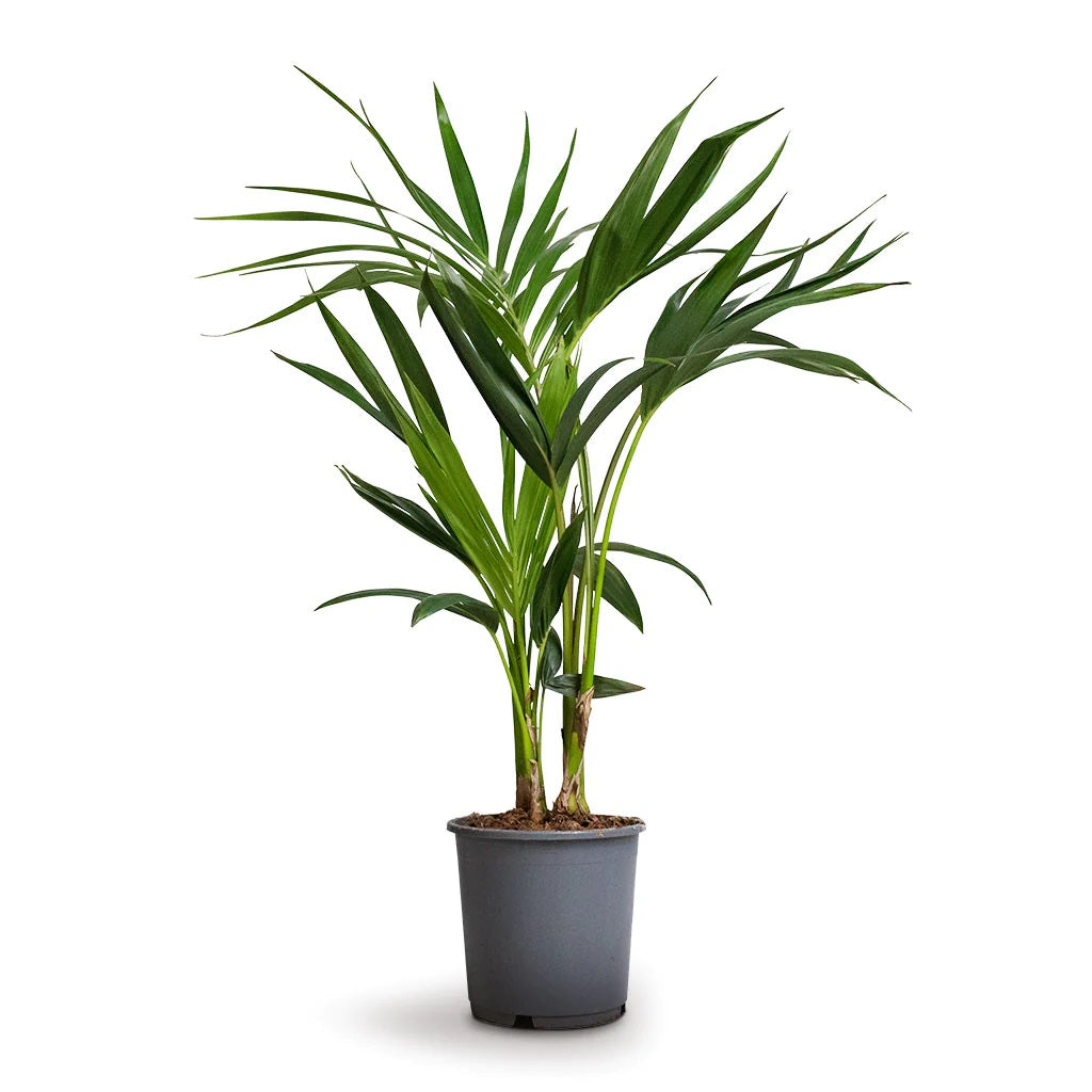 Kentia Palm, Thatch Palm, Howea forsteriana - www.FOP.ae Buy online Best and Healthy Plants and quality products guarantee in Dubai Plants Shop in Dubai Abu Dhabi all over UAE Plants near me Fresh Plants in Dubai where to buy plants in UAE - FOP.ae