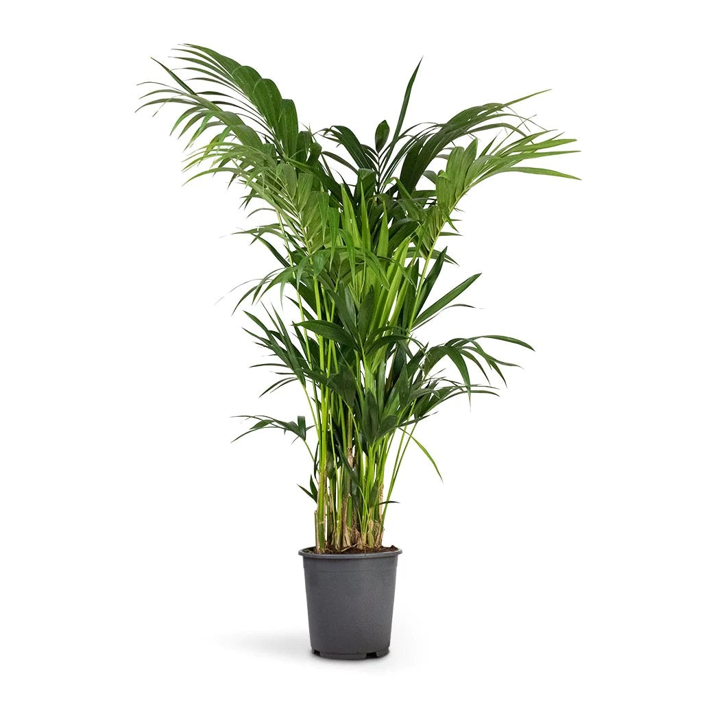 Kentia Palm, Thatch Palm, Howea forsteriana - www.FOP.ae Buy online Best and Healthy Plants and quality products guarantee in Dubai Plants Shop in Dubai Abu Dhabi all over UAE Plants near me Fresh Plants in Dubai where to buy plants in UAE - FOP.ae
