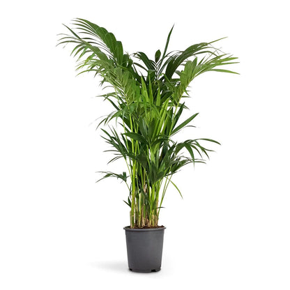 Kentia Palm, Thatch Palm, Howea forsteriana - www.FOP.ae Buy online Best and Healthy Plants and quality products guarantee in Dubai Plants Shop in Dubai Abu Dhabi all over UAE Plants near me Fresh Plants in Dubai where to buy plants in UAE - FOP.ae
