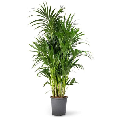 Kentia Palm, Thatch Palm, Howea forsteriana - www.FOP.ae Buy online Best and Healthy Plants and quality products guarantee in Dubai Plants Shop in Dubai Abu Dhabi all over UAE Plants near me Fresh Plants in Dubai where to buy plants in UAE - FOP.ae