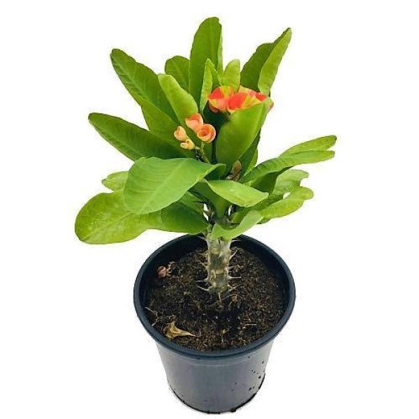 Euphorbia Milii, Crown Of Thorns - www.FOP.ae Buy online Best and Healthy Plants and quality products guarantee in Dubai Plants Shop in Dubai Abu Dhabi all over UAE Plants near me Fresh Plants in Dubai where to buy plants in UAE - FOP.ae