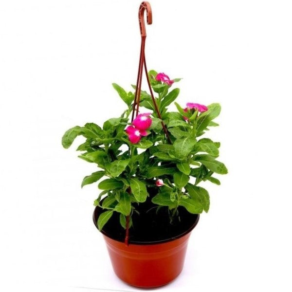 Vinca Flowers (small) - www.FOP.ae Buy online Best and Healthy Plants and quality products guarantee in Dubai Plants Shop in Dubai Abu Dhabi all over UAE Plants near me Fresh Plants in Dubai where to buy plants in UAE - FOP.ae
