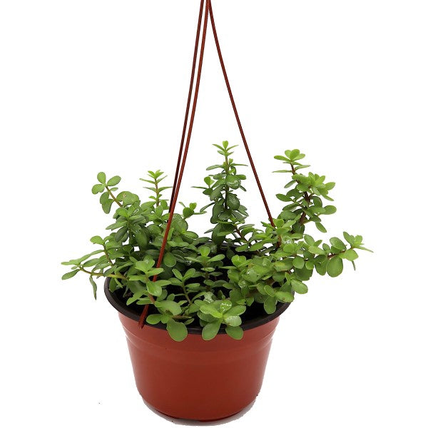Portulacaria Afra, Elephant Bush - www.FOP.ae Buy online Best and Healthy Plants and quality products guarantee in Dubai Plants Shop in Dubai Abu Dhabi all over UAE Plants near me Fresh Plants in Dubai where to buy plants in UAE - FOP.ae