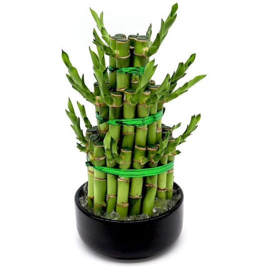 Lucky Bamboo Steps, Dracaena Sanderiana - www.FOP.ae Buy online Best and Healthy Plants and quality products guarantee in Dubai Plants Shop in Dubai Abu Dhabi all over UAE Plants near me Fresh Plants in Dubai where to buy plants in UAE - FOP.ae
