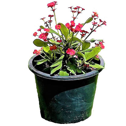 Euphorbia Milii, Crown Of Thorns - www.FOP.ae Buy online Best and Healthy Plants and quality products guarantee in Dubai Plants Shop in Dubai Abu Dhabi all over UAE Plants near me Fresh Plants in Dubai where to buy plants in UAE - FOP.ae