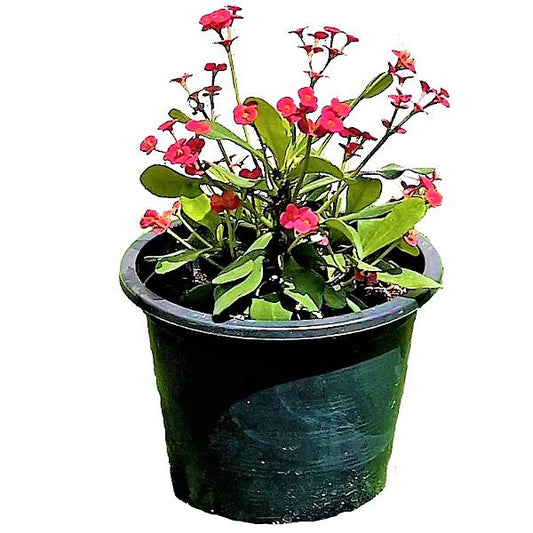 Euphorbia Milii, Crown Of Thorns - www.FOP.ae Buy online Best and Healthy Plants and quality products guarantee in Dubai Plants Shop in Dubai Abu Dhabi all over UAE Plants near me Fresh Plants in Dubai where to buy plants in UAE - FOP.ae