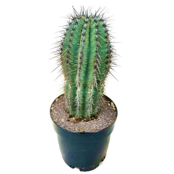 Saguaro Cactus - www.FOP.ae Buy online Best and Healthy Plants and quality products guarantee in Dubai Plants Shop in Dubai Abu Dhabi all over UAE Plants near me Fresh Plants in Dubai where to buy plants in UAE - FOP.ae