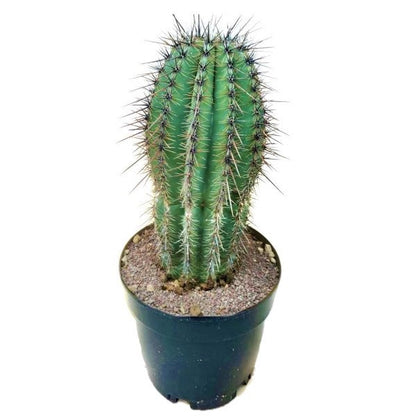 Saguaro Cactus - www.FOP.ae Buy online Best and Healthy Plants and quality products guarantee in Dubai Plants Shop in Dubai Abu Dhabi all over UAE Plants near me Fresh Plants in Dubai where to buy plants in UAE - FOP.ae