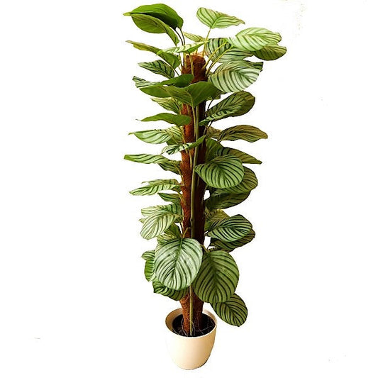 Calathea Orbifolia - www.FOP.ae Buy online Best and Healthy Plants and quality products guarantee in Dubai Plants Shop in Dubai Abu Dhabi all over UAE Plants near me Fresh Plants in Dubai where to buy plants in UAE - FOP.ae