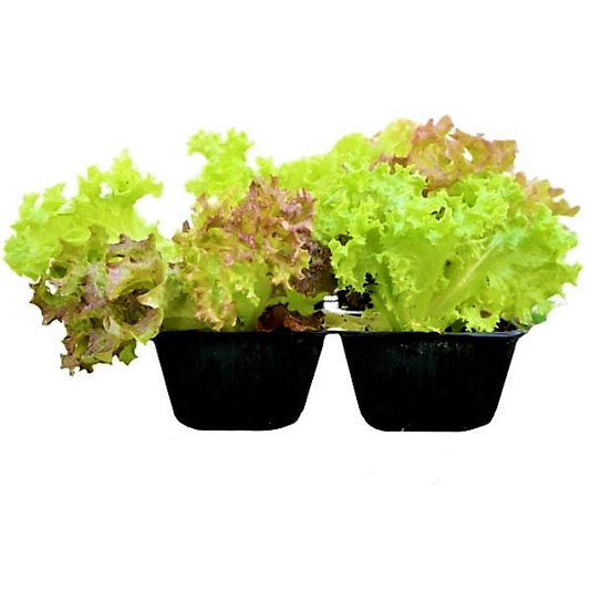 Lettuce, Lactuca Sativa - www.FOP.ae Buy online Best and Healthy Plants and quality products guarantee in Dubai Plants Shop in Dubai Abu Dhabi all over UAE Plants near me Fresh Plants in Dubai where to buy plants in UAE - FOP.ae