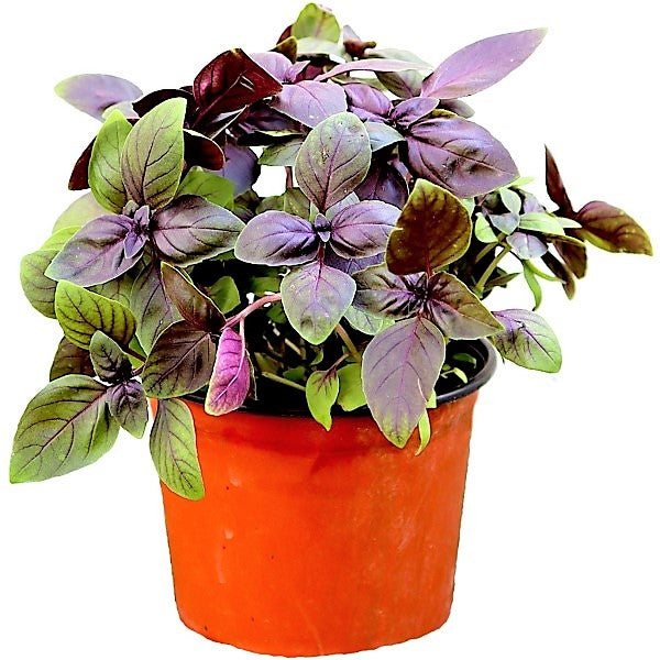 Red Sweet Basil, Sweet Genovese - www.FOP.ae Buy online Best and Healthy Plants and quality products guarantee in Dubai Plants Shop in Dubai Abu Dhabi all over UAE Plants near me Fresh Plants in Dubai where to buy plants in UAE - FOP.ae
