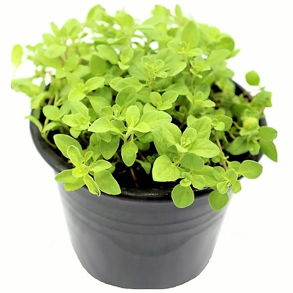 Oregano Herb, Origanum Vulgare - www.FOP.ae Buy online Best and Healthy Plants and quality products guarantee in Dubai Plants Shop in Dubai Abu Dhabi all over UAE Plants near me Fresh Plants in Dubai where to buy plants in UAE - FOP.ae