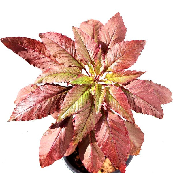 Red Amaranth, Amaranthus Cruentus - www.FOP.ae Buy online Best and Healthy Plants and quality products guarantee in Dubai Plants Shop in Dubai Abu Dhabi all over UAE Plants near me Fresh Plants in Dubai where to buy plants in UAE - FOP.ae