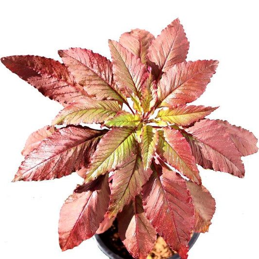 Red Amaranth, Amaranthus Cruentus - www.FOP.ae Buy online Best and Healthy Plants and quality products guarantee in Dubai Plants Shop in Dubai Abu Dhabi all over UAE Plants near me Fresh Plants in Dubai where to buy plants in UAE - FOP.ae
