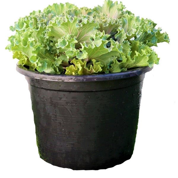 Ornamental Kale, Brassica Oleracea - www.FOP.ae Buy online Best and Healthy Plants and quality products guarantee in Dubai Plants Shop in Dubai Abu Dhabi all over UAE Plants near me Fresh Plants in Dubai where to buy plants in UAE - FOP.ae