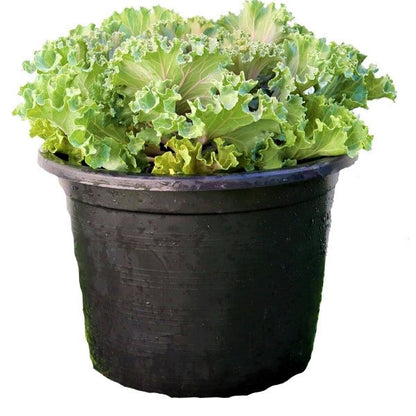 Ornamental Kale, Brassica Oleracea - www.FOP.ae Buy online Best and Healthy Plants and quality products guarantee in Dubai Plants Shop in Dubai Abu Dhabi all over UAE Plants near me Fresh Plants in Dubai where to buy plants in UAE - FOP.ae