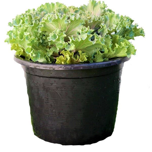 Ornamental Kale, Brassica Oleracea - www.FOP.ae Buy online Best and Healthy Plants and quality products guarantee in Dubai Plants Shop in Dubai Abu Dhabi all over UAE Plants near me Fresh Plants in Dubai where to buy plants in UAE - FOP.ae