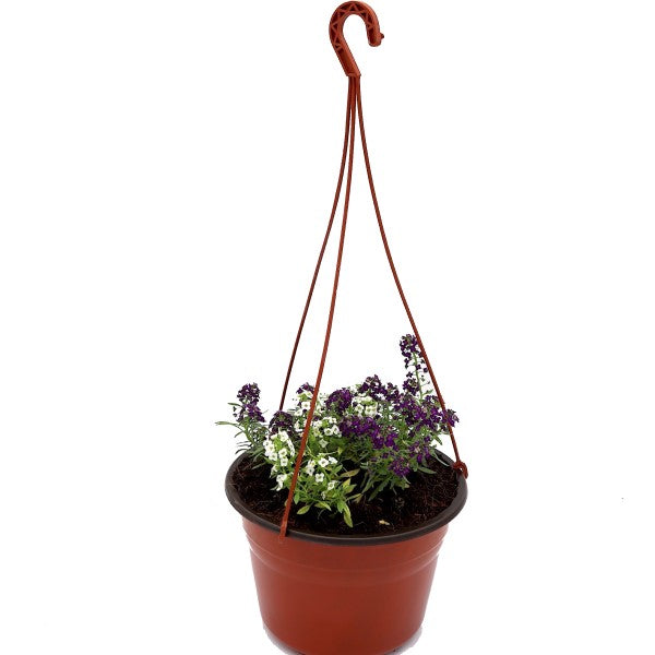 Alyssum, Alisons (small) - www.FOP.ae Buy online Best and Healthy Plants and quality products guarantee in Dubai Plants Shop in Dubai Abu Dhabi all over UAE Plants near me Fresh Plants in Dubai where to buy plants in UAE - FOP.ae