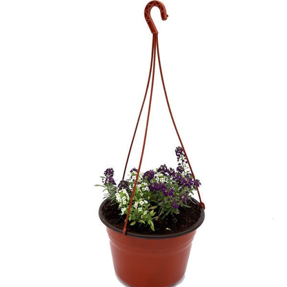 Alyssum, Alisons (small) - www.FOP.ae Buy online Best and Healthy Plants and quality products guarantee in Dubai Plants Shop in Dubai Abu Dhabi all over UAE Plants near me Fresh Plants in Dubai where to buy plants in UAE - FOP.ae