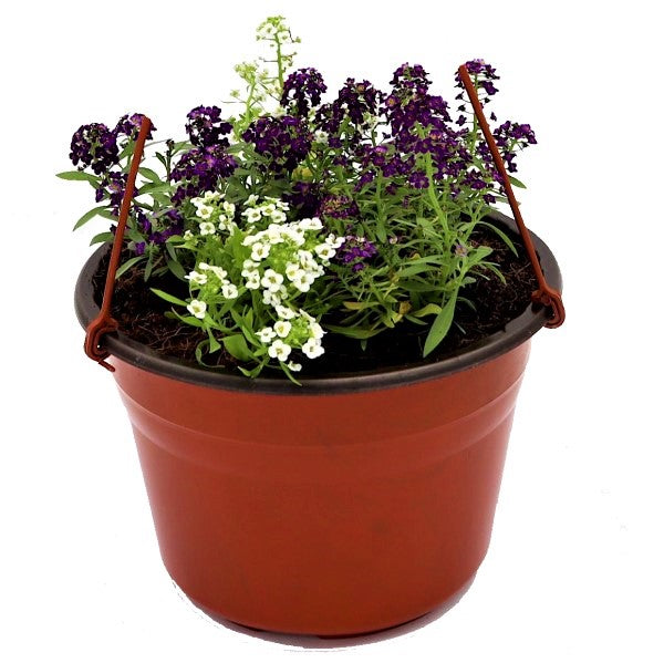Alyssum, Alisons (small) - www.FOP.ae Buy online Best and Healthy Plants and quality products guarantee in Dubai Plants Shop in Dubai Abu Dhabi all over UAE Plants near me Fresh Plants in Dubai where to buy plants in UAE - FOP.ae