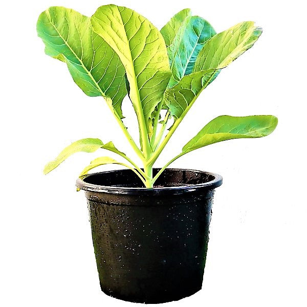 Cauliflower Vegetable Plant - www.FOP.ae Buy online Best and Healthy Plants and quality products guarantee in Dubai Plants Shop in Dubai Abu Dhabi all over UAE Plants near me Fresh Plants in Dubai where to buy plants in UAE - FOP.ae