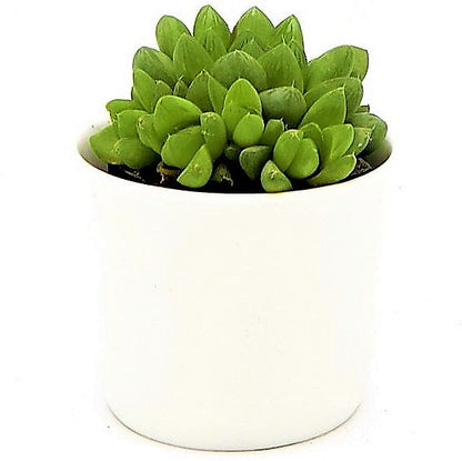 Haworthia Cooperi, Window Haworthia - www.FOP.ae Buy online Best and Healthy Plants and quality products guarantee in Dubai Plants Shop in Dubai Abu Dhabi all over UAE Plants near me Fresh Plants in Dubai where to buy plants in UAE - FOP.ae