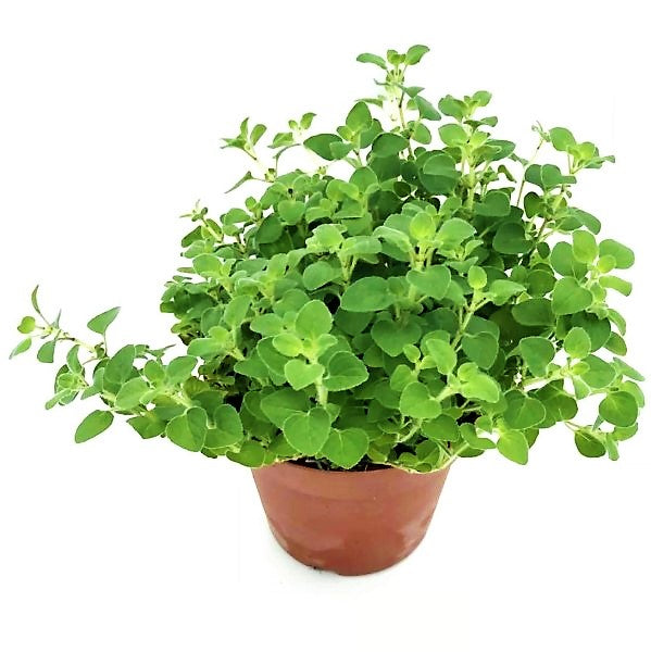 Oregano Herb, Origanum Vulgare - www.FOP.ae Buy online Best and Healthy Plants and quality products guarantee in Dubai Plants Shop in Dubai Abu Dhabi all over UAE Plants near me Fresh Plants in Dubai where to buy plants in UAE - FOP.ae