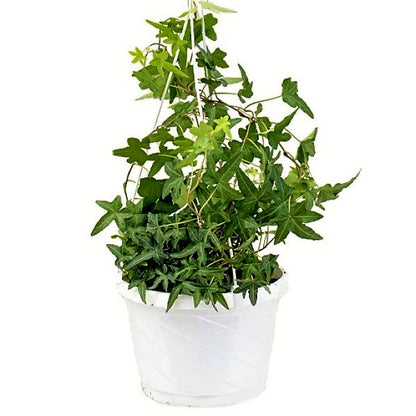 Hedera helix, English Ivy - www.FOP.ae Buy online Best and Healthy Plants and quality products guarantee in Dubai Plants Shop in Dubai Abu Dhabi all over UAE Plants near me Fresh Plants in Dubai where to buy plants in UAE - FOP.ae