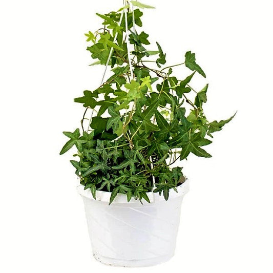 Hedera helix, English Ivy - www.FOP.ae Buy online Best and Healthy Plants and quality products guarantee in Dubai Plants Shop in Dubai Abu Dhabi all over UAE Plants near me Fresh Plants in Dubai where to buy plants in UAE - FOP.ae