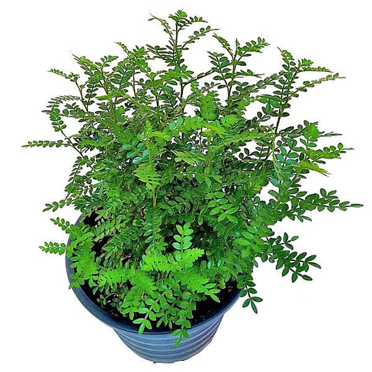 Zanthoxylum Odorum, Lemon Pepper Plant - www.FOP.ae Buy online Best and Healthy Plants and quality products guarantee in Dubai Plants Shop in Dubai Abu Dhabi all over UAE Plants near me Fresh Plants in Dubai where to buy plants in UAE - FOP.ae