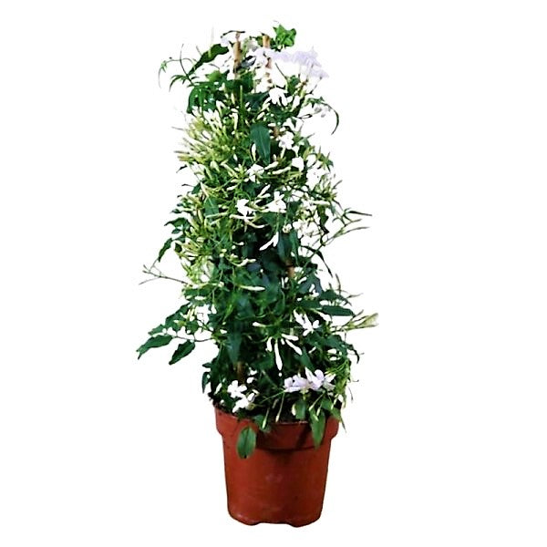 Jasminum Grandiflora, Grandiflorum, Jasmine Climber - www.FOP.ae Buy online Best and Healthy Plants and quality products guarantee in Dubai Plants Shop in Dubai Abu Dhabi all over UAE Plants near me Fresh Plants in Dubai where to buy plants in UAE - FOP.ae