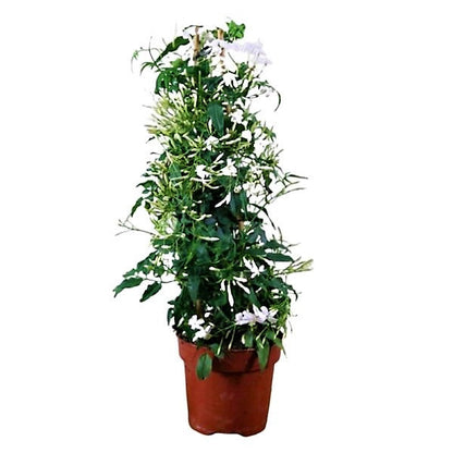 Jasminum Grandiflora, Grandiflorum, Jasmine Climber - www.FOP.ae Buy online Best and Healthy Plants and quality products guarantee in Dubai Plants Shop in Dubai Abu Dhabi all over UAE Plants near me Fresh Plants in Dubai where to buy plants in UAE - FOP.ae