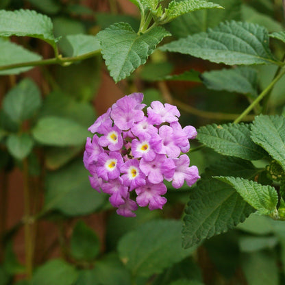 Lantana Montevidensis Purple, Trailing lantana - www.FOP.ae Buy online Best and Healthy Plants and quality products guarantee in Dubai Plants Shop in Dubai Abu Dhabi all over UAE Plants near me Fresh Plants in Dubai where to buy plants in UAE - FOP.ae