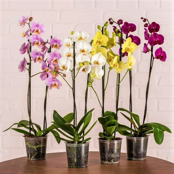 Moth Orchids, Phalaenopsis orchids - www.FOP.ae Buy online Best and Healthy Plants and quality products guarantee in Dubai Plants Shop in Dubai Abu Dhabi all over UAE Plants near me Fresh Plants in Dubai where to buy plants in UAE - FOP.ae