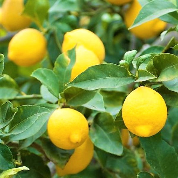 Lemon Tree, Citrus Lemon - www.FOP.ae Buy online Best and Healthy Plants and quality products guarantee in Dubai Plants Shop in Dubai Abu Dhabi all over UAE Plants near me Fresh Plants in Dubai where to buy plants in UAE - FOP.ae