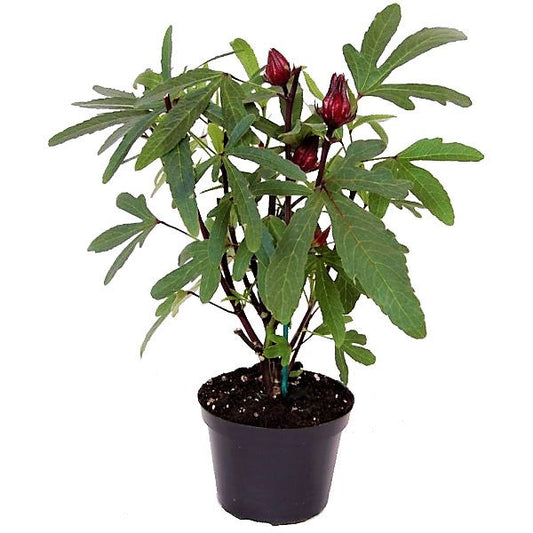Hibiscus Sabdariffa, Roselle, Karkade - www.FOP.ae Buy online Best and Healthy Plants and quality products guarantee in Dubai Plants Shop in Dubai Abu Dhabi all over UAE Plants near me Fresh Plants in Dubai where to buy plants in UAE - FOP.ae