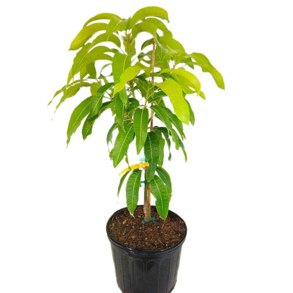 Mangifera indica, Mango Tree - www.FOP.ae Buy online Best and Healthy Plants and quality products guarantee in Dubai Plants Shop in Dubai Abu Dhabi all over UAE Plants near me Fresh Plants in Dubai where to buy plants in UAE - FOP.ae