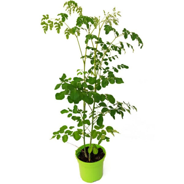 Moringa Oleifera, Drum Stick - www.FOP.ae Buy online Best and Healthy Plants and quality products guarantee in Dubai Plants Shop in Dubai Abu Dhabi all over UAE Plants near me Fresh Plants in Dubai where to buy plants in UAE - FOP.ae
