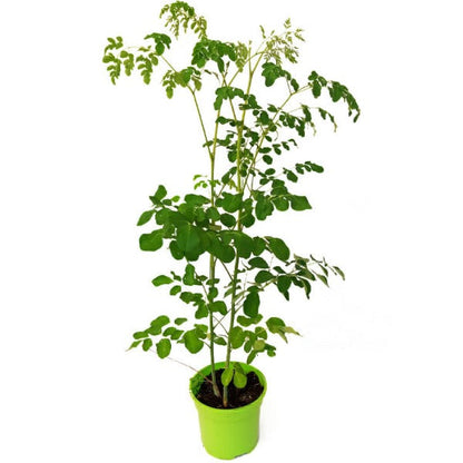Moringa Oleifera, Drum Stick - www.FOP.ae Buy online Best and Healthy Plants and quality products guarantee in Dubai Plants Shop in Dubai Abu Dhabi all over UAE Plants near me Fresh Plants in Dubai where to buy plants in UAE - FOP.ae