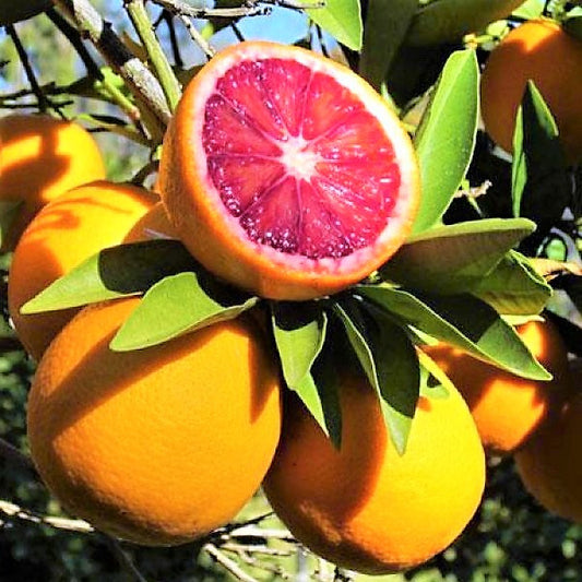 Citrus sinensis Moro, Blood Orange Tree - www.FOP.ae Buy online Best and Healthy Plants and quality products guarantee in Dubai Plants Shop in Dubai Abu Dhabi all over UAE Plants near me Fresh Plants in Dubai where to buy plants in UAE - FOP.ae