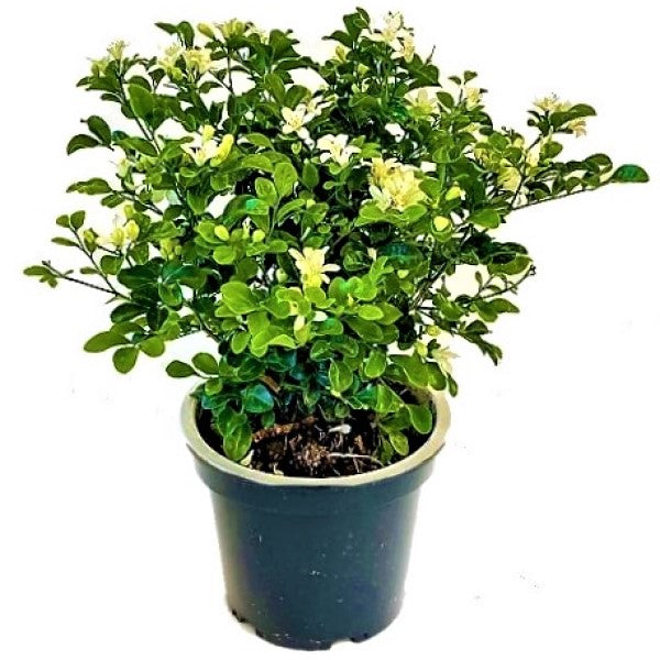 Murraya paniculata, Orange, Thai Jasmine - www.FOP.ae Buy online Best and Healthy Plants and quality products guarantee in Dubai Plants Shop in Dubai Abu Dhabi all over UAE Plants near me Fresh Plants in Dubai where to buy plants in UAE - FOP.ae