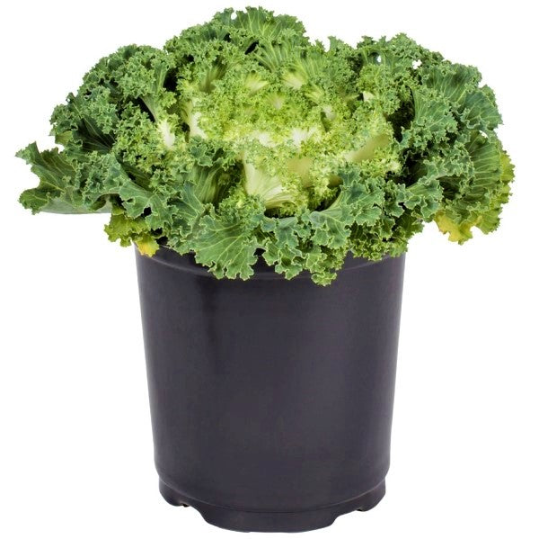 Ornamental Kale, Brassica Oleracea - www.FOP.ae Buy online Best and Healthy Plants and quality products guarantee in Dubai Plants Shop in Dubai Abu Dhabi all over UAE Plants near me Fresh Plants in Dubai where to buy plants in UAE - FOP.ae