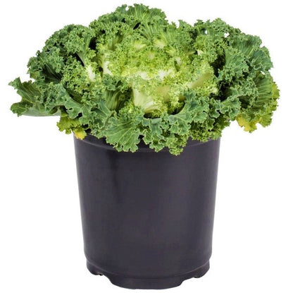 Ornamental Kale, Brassica Oleracea - www.FOP.ae Buy online Best and Healthy Plants and quality products guarantee in Dubai Plants Shop in Dubai Abu Dhabi all over UAE Plants near me Fresh Plants in Dubai where to buy plants in UAE - FOP.ae
