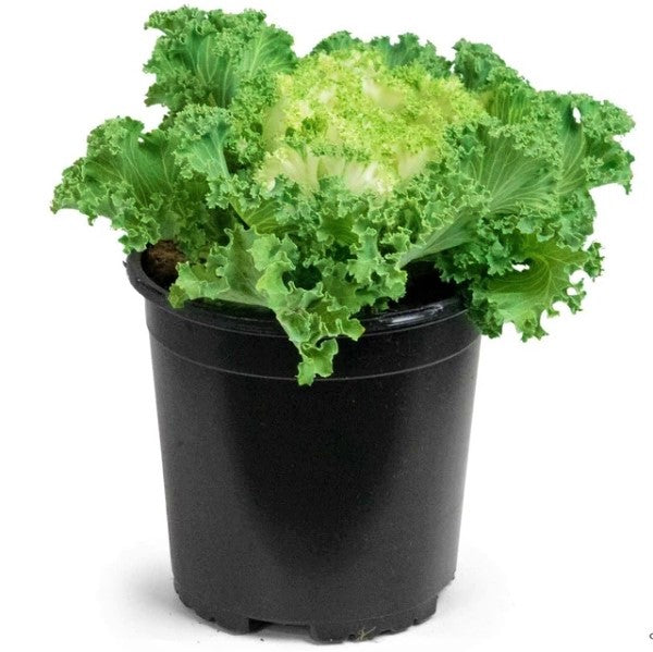 Ornamental Kale, Brassica Oleracea - www.FOP.ae Buy online Best and Healthy Plants and quality products guarantee in Dubai Plants Shop in Dubai Abu Dhabi all over UAE Plants near me Fresh Plants in Dubai where to buy plants in UAE - FOP.ae