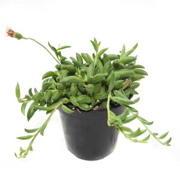 String of Bananas, Senecio Radicans - www.FOP.ae Buy online Best and Healthy Plants and quality products guarantee in Dubai Plants Shop in Dubai Abu Dhabi all over UAE Plants near me Fresh Plants in Dubai where to buy plants in UAE - FOP.ae