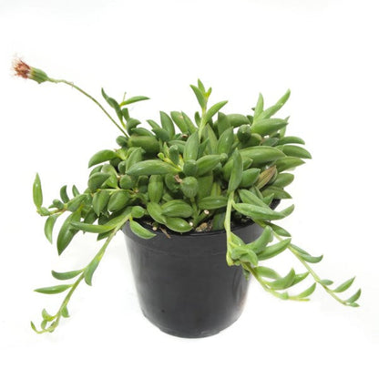 String of Bananas, Senecio Radicans - www.FOP.ae Buy online Best and Healthy Plants and quality products guarantee in Dubai Plants Shop in Dubai Abu Dhabi all over UAE Plants near me Fresh Plants in Dubai where to buy plants in UAE - FOP.ae