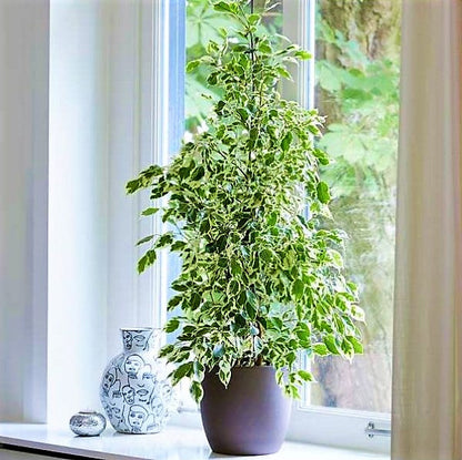 Ficus benjamina variegata, Variegated Weeping Fig - www.FOP.ae Buy online Best and Healthy Plants and quality products guarantee in Dubai Plants Shop in Dubai Abu Dhabi all over UAE Plants near me Fresh Plants in Dubai where to buy plants in UAE - FOP.ae